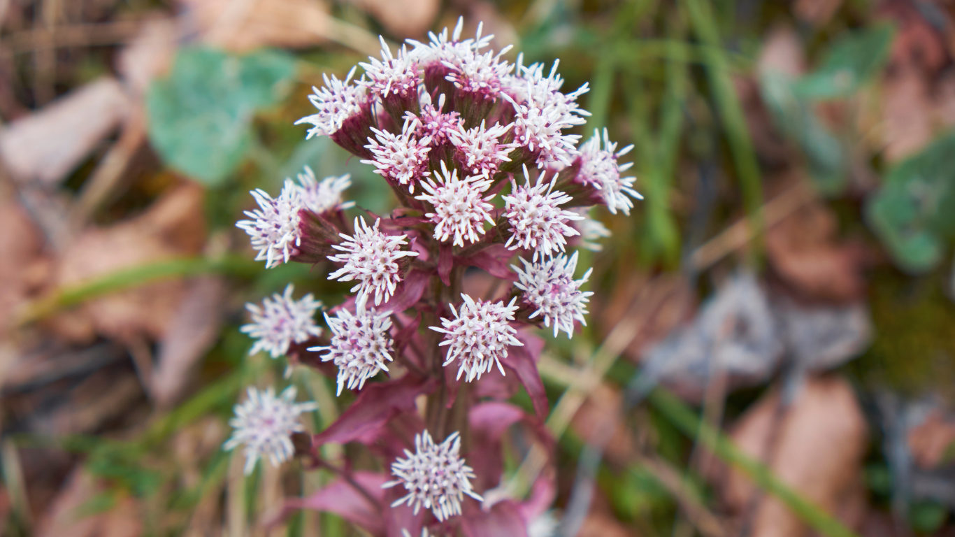 Butterbur for Migraine